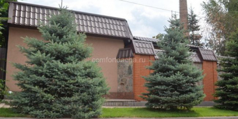 Smrk glauka - popis a použití v krajinářském designu letního sídla